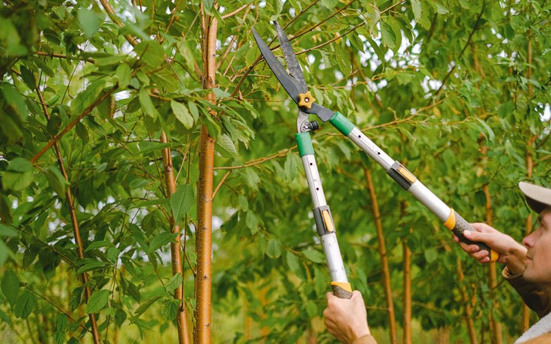 Tree trimming in Bear River City, UT
